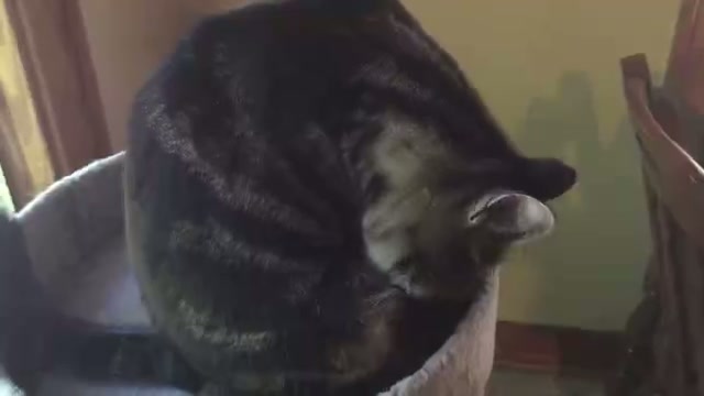 Pure Spa Felines