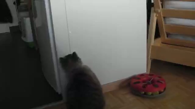 Laser Hunters Feline