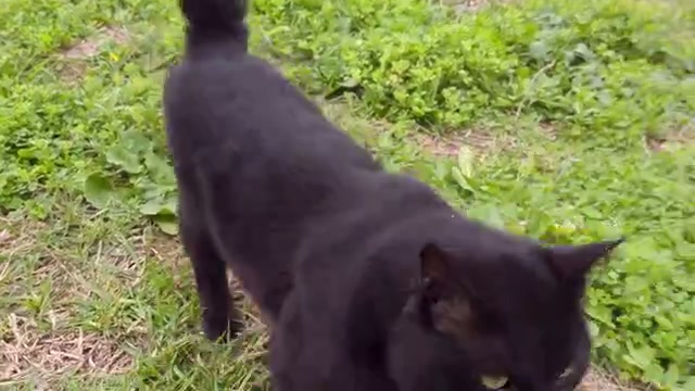 Shadow Panther Felines