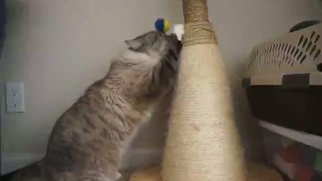 Fitness Feline Gym