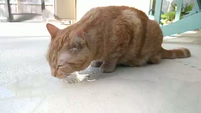 SlowMo Animals Studio
