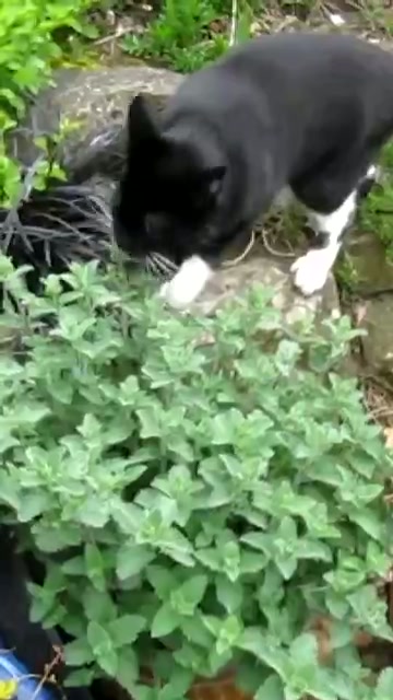 Herbal Whiskers Lab