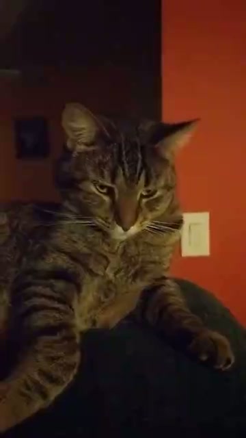 Sleepy Whisker Valley