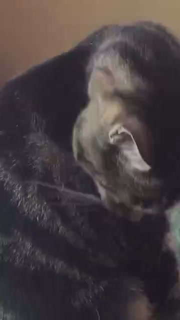 Pure Spa Felines