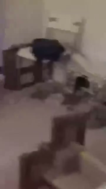 Acrobatic Meows