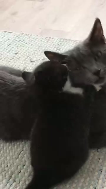 Tiny Paws Nursery