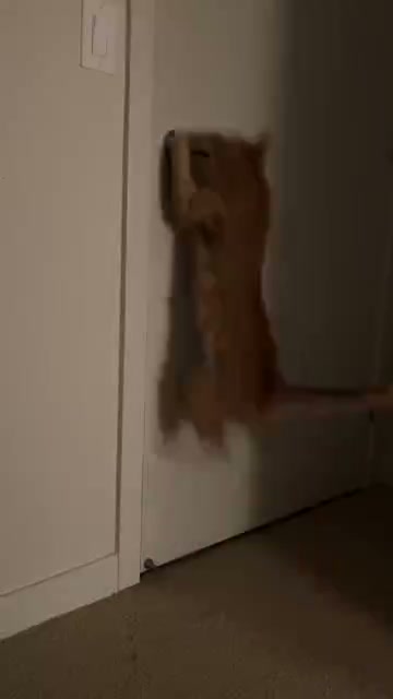 Clever Paws Academy
