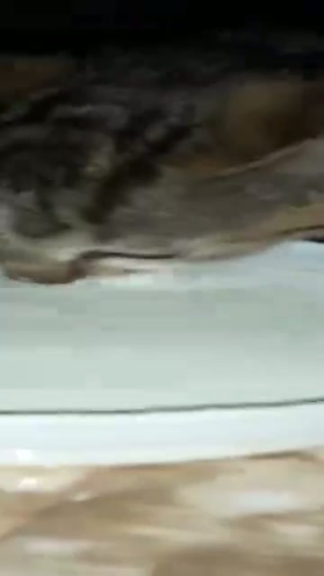Feline Fluid Lab